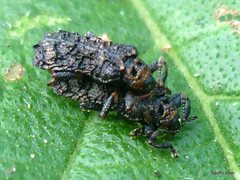 Octotoma scabripennis