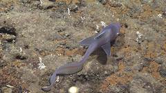 Deep Water Ateleopid Fish photo 1