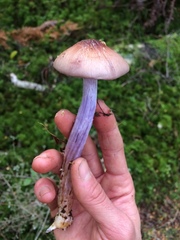 Cortinarius bellus