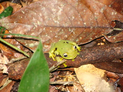 Boana cinerascens