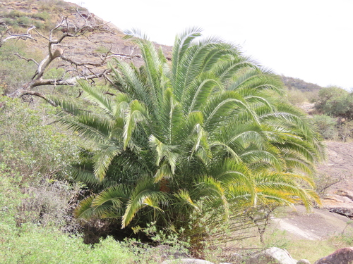 Phoenix canariensis