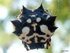 Gasteracantha sacerdotalis