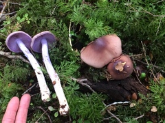 Cortinarius bellus