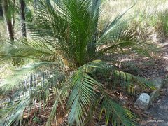 Macrozamia miquelii