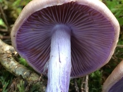 Cortinarius bellus