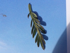 Cardamine polemonioides