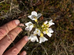 Cardamine polemonioides