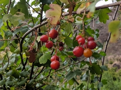 Ribes aureum