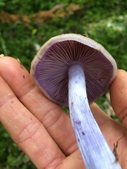 Cortinarius bellus