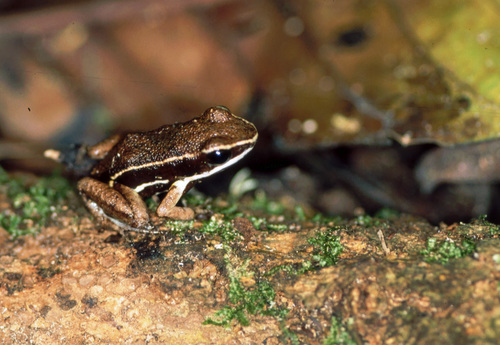 Allobates femoralis