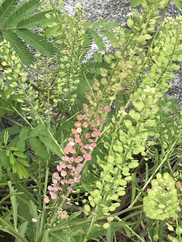 Lepidium virginicum