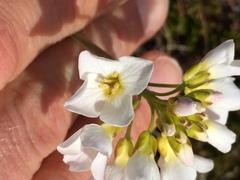 Cardamine polemonioides