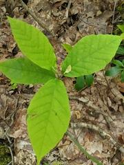 Magnolia acuminata