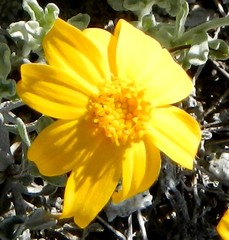 Eriophyllum lanatum integrifolium