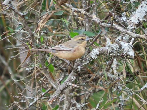 Cinnamon Warbling Finch (Poospiza ornata), photo 10