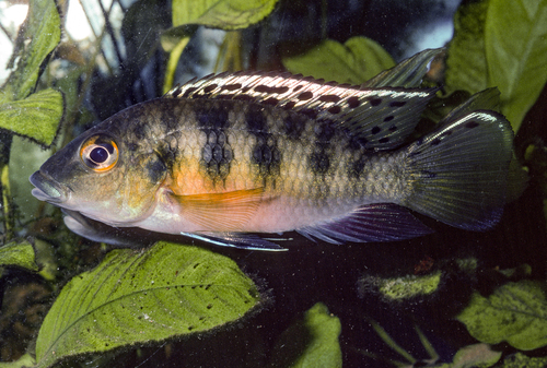 Günther's Mouthbrooder