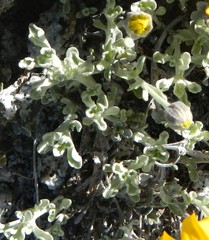 Eriophyllum lanatum integrifolium