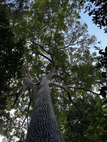 Lecythis lanceolata Poir. 2