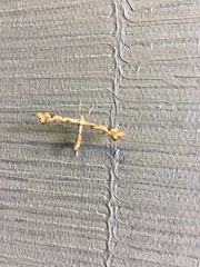 Platyptilia carduidactylus