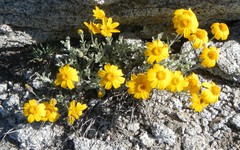 Eriophyllum lanatum integrifolium