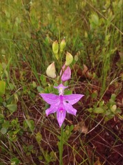 Calopogon tuberosus tuberosus