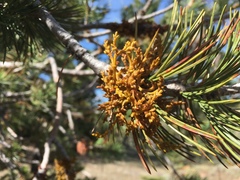 Arceuthobium cyanocarpum