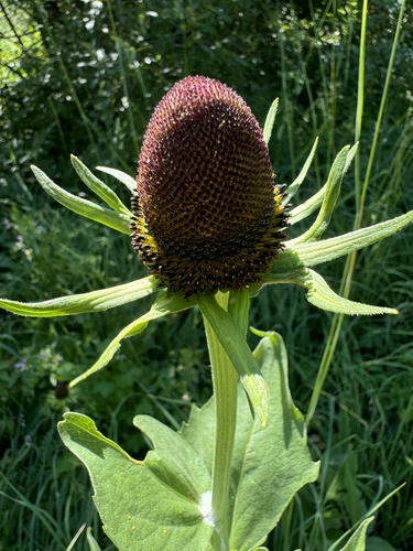 Showy coneflower (Rudbeckia alpicola)
