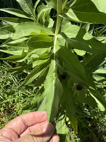 Image of Rudbeckia alpicola by no rights reserved