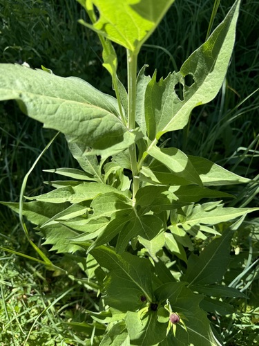 Image of Rudbeckia alpicola by no rights reserved