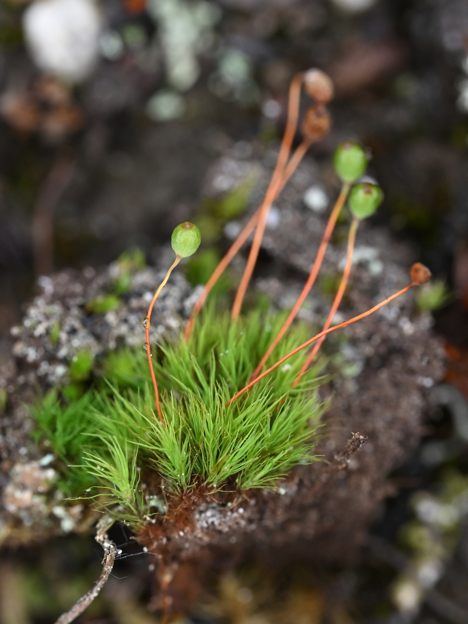 Bartramia ithyphylla
