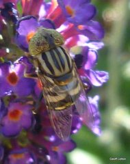 Syrphidae