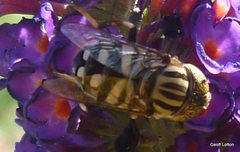 Syrphidae