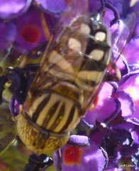 Syrphidae
