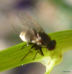 Diptera