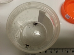 Camponotus pennsylvanicus