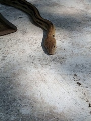 Pituophis lineaticollis