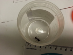 Camponotus pennsylvanicus