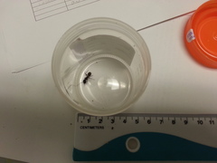 Camponotus pennsylvanicus