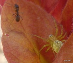 Araneae