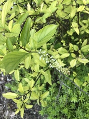 Itea