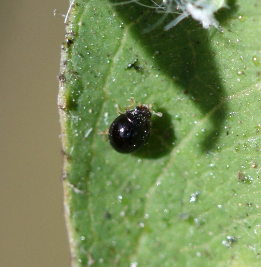 Ladybird beetle