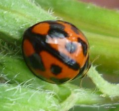 Coelophora inaequalis