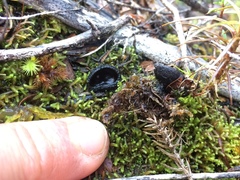 Plectania rhytidia