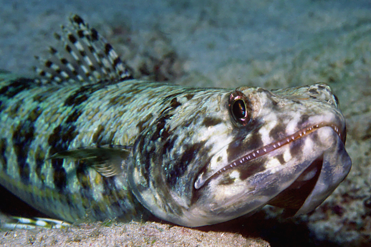 Sand Diver (Synodus intermedius) · iNaturalist