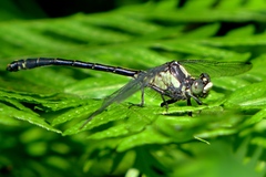 Octogomphus specularis