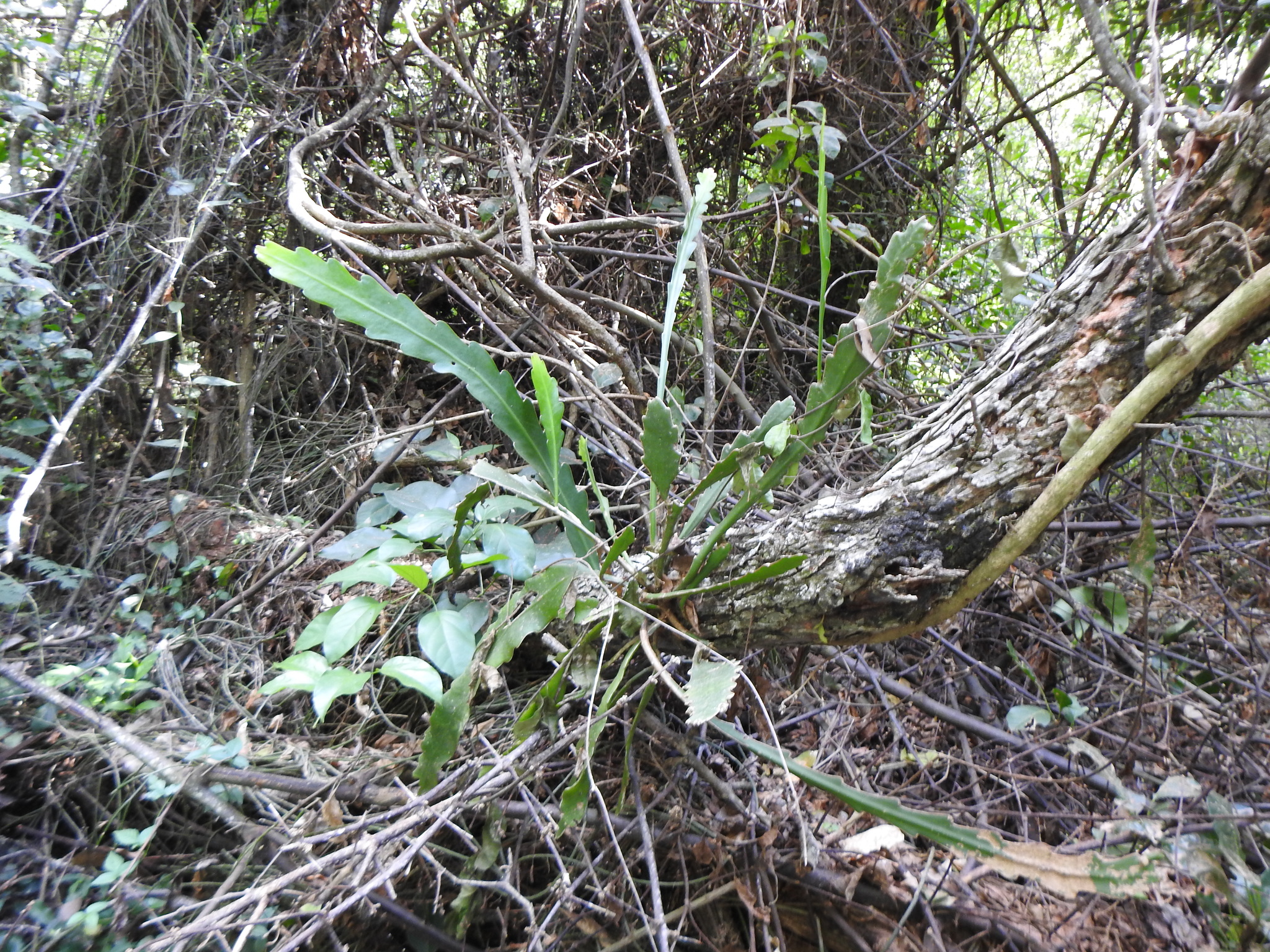 Epiphyllum phyllanthus