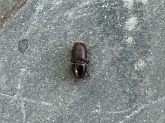 Scolytus