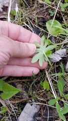 Petasites frigidus
