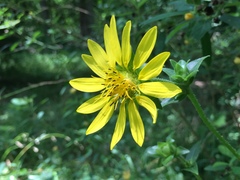 Silphium gracile