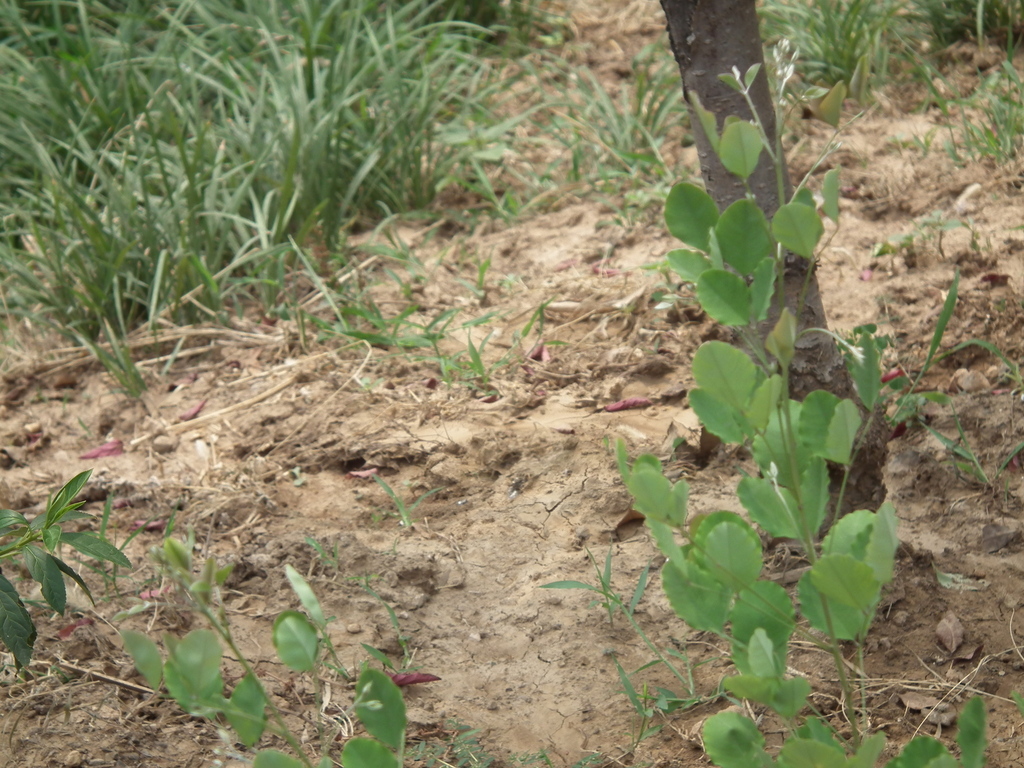 Alpeza Tree shrub lespedeza from 中国山东省济南市市中区 on June 22, 2012 at 11:19 AM by ...